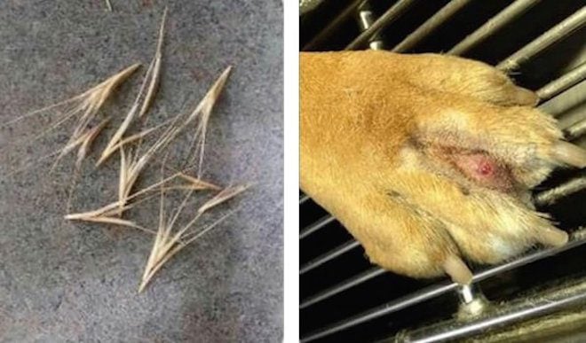 Foxtail Grass Can Kill Your Dogs - DogHeirs