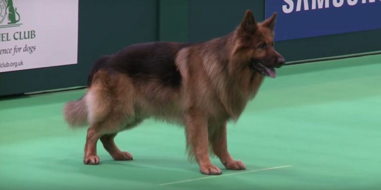 German Shepherd Shows Off Amazing Skills