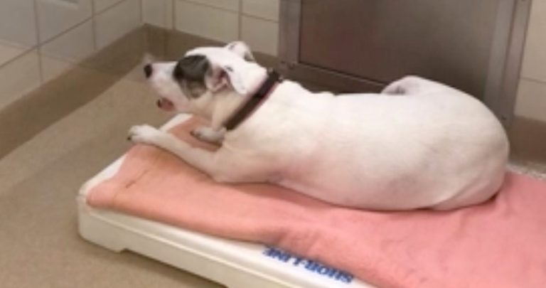 Dog Left at Shelter Wails Every Night in Heartbreaking Ritual