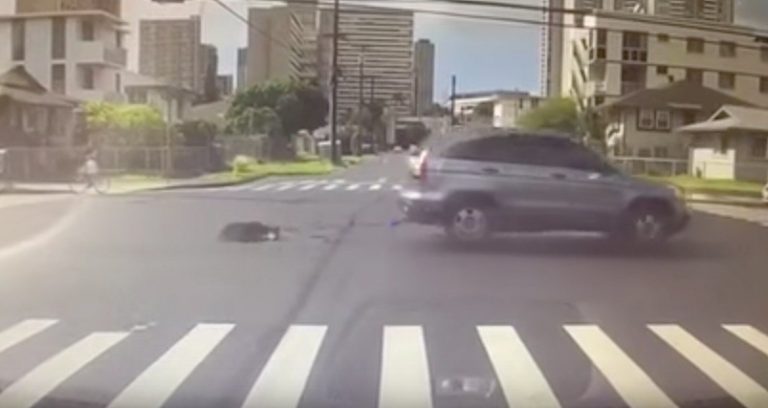 Good Samaritans Rush to Stop Driver Dragging Dog Behind Car