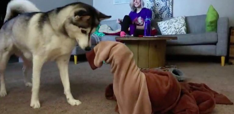 Dachshund Gets Stuck in Onesie, Husky Sister Comes to His Rescue