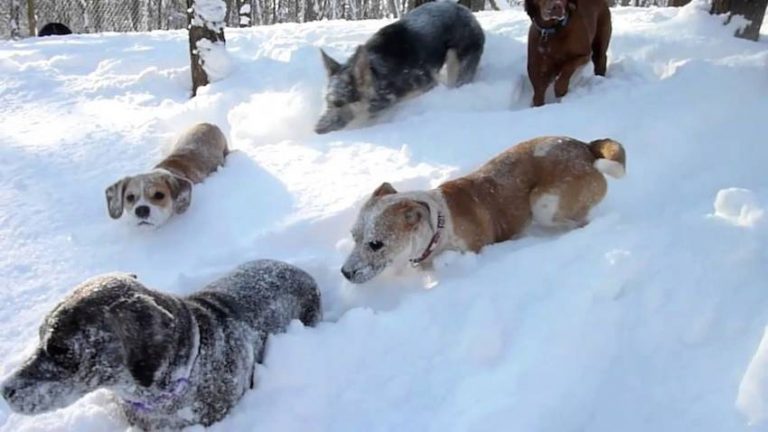Dogs at Daycare Have the Time of Their Lives After Snowstorm