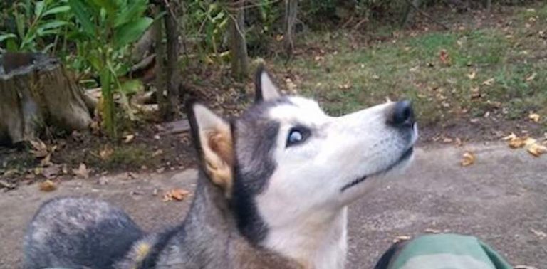Man Adopts Sick Husky He Found Abandoned On The Street