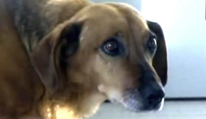 Loyal Dog Finds a Home at the Hospital Where Her Human Died
