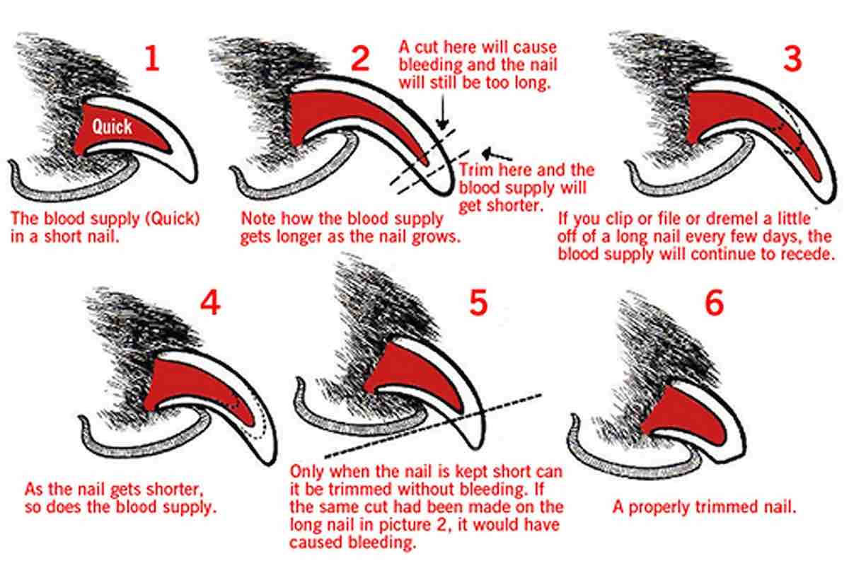 How To Trim Your Dog s Nails And Why Long Toenails Are Harmful To Your 