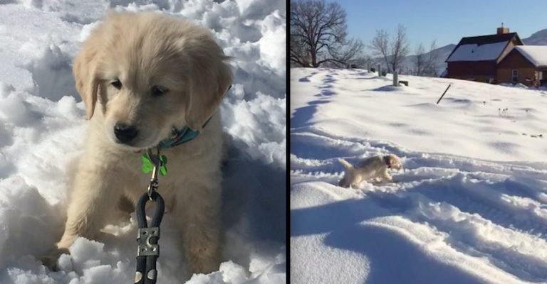 Puppy Adorably Wipes Out His First Time Running in the Snow