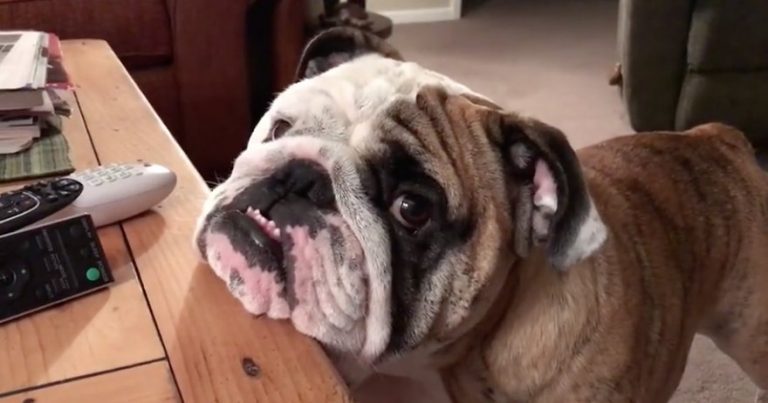 Dad Sings Cute Lullaby to His Hyper Bulldog to Get Him to Sleep