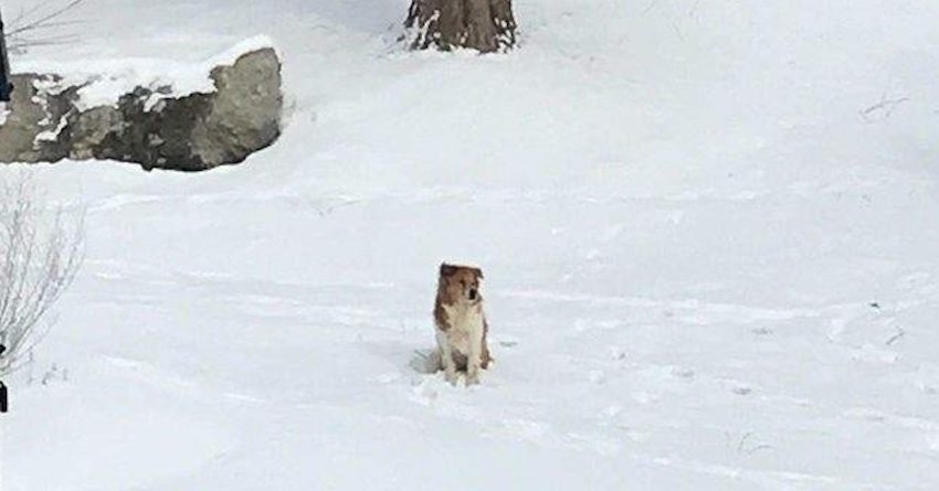 Abandoned Dog Waits 5 Days in the Cold for Her Family to Come Back for Her