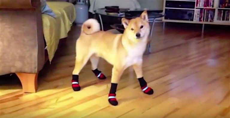 Adorable Shiba Inu Tries on His New Winter Boots