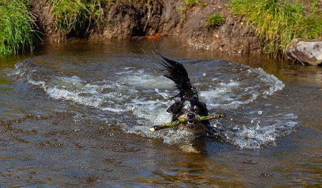 collie in water