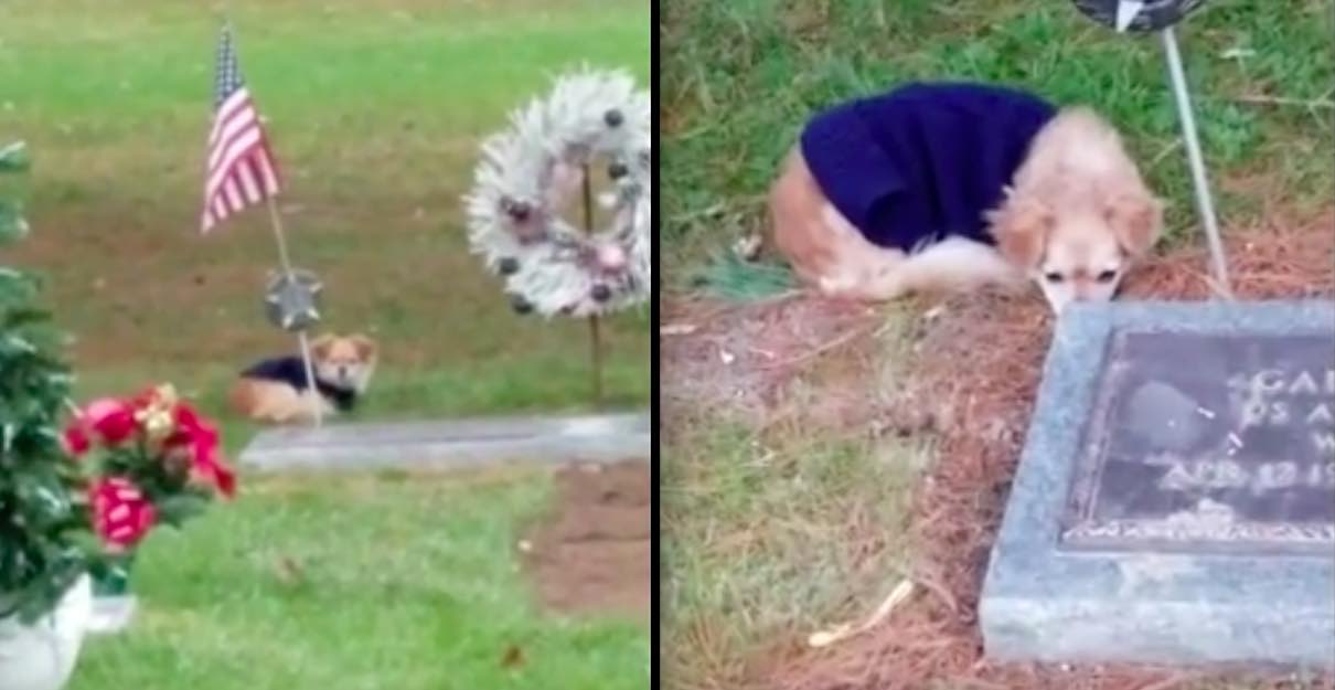 Faithful Dog Refuses To Leave Her Deceased Owner's Grave