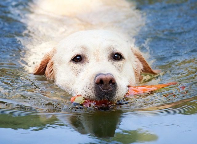 dog in water