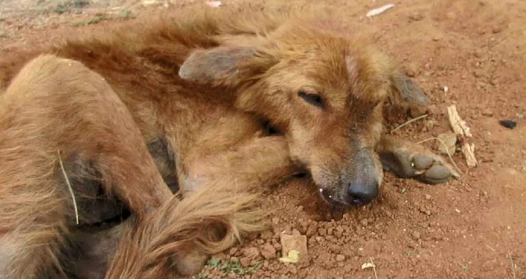 Street Dog Starving from Broken Jaw Finds Reason to Smile Again