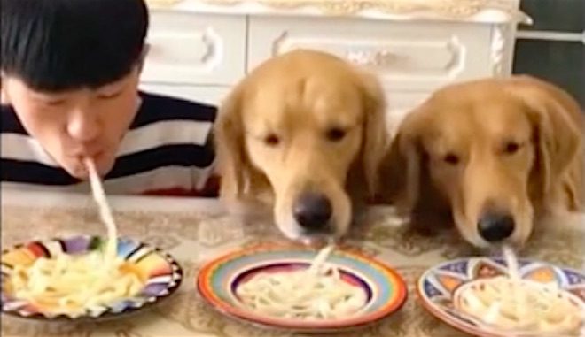 Two Golden Retrievers Take On Their Dad in Noodle-Eating Competition