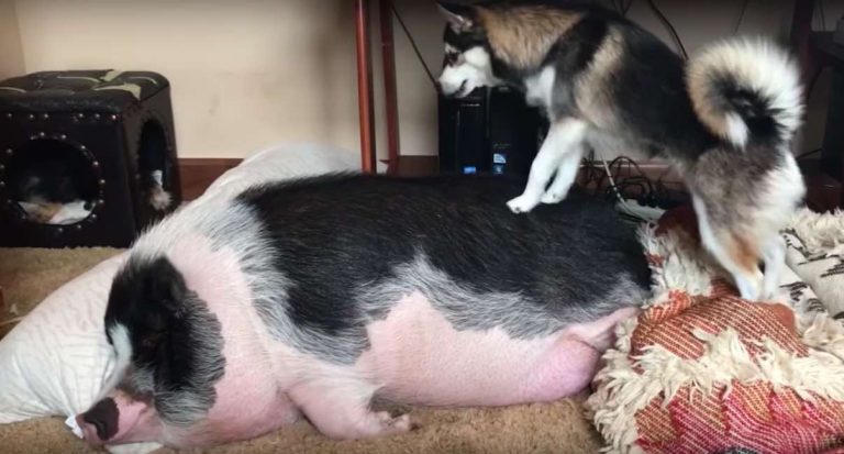 Husky Wants Her Pig Friend to Wake Up and Play