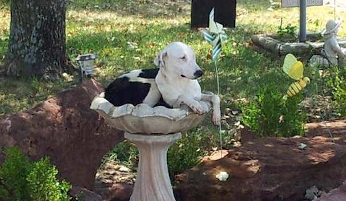 Man Finds Stray Dog in Bird Bath and Keeps Him as New Best Friend