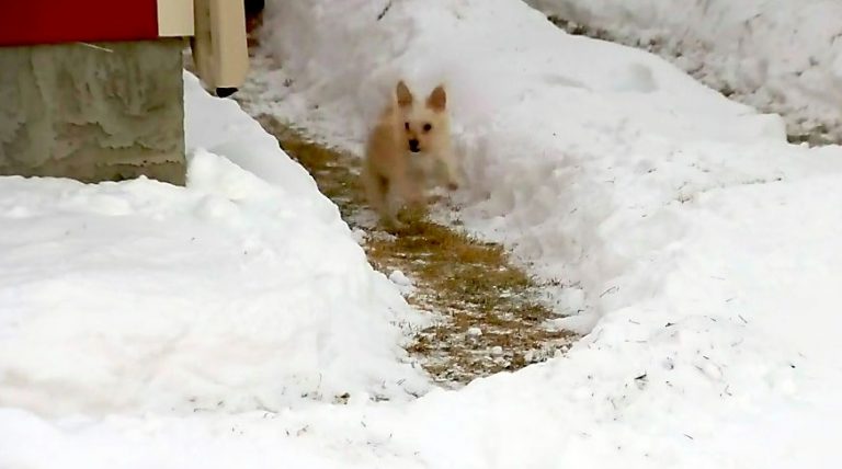 Dog Didn’t Like Going Out in the Cold Until His Dad Built Him a Snow Maze