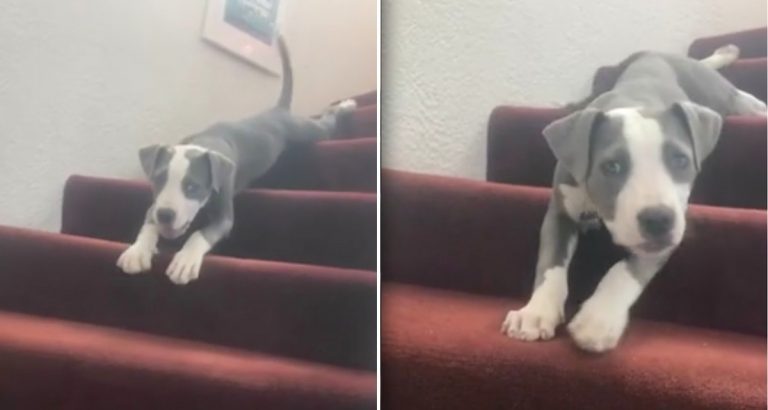 Puppy Adorably Faces the Challenge of Going Down the Stairs