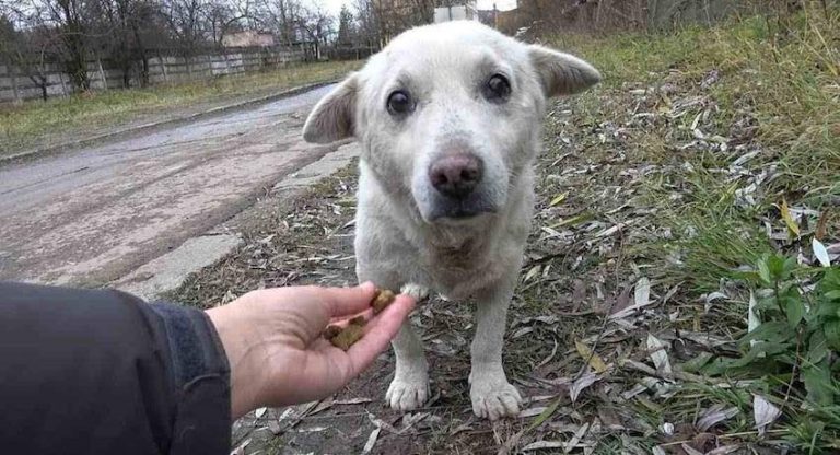Scared Dog with Broken Heart Rescued After Owner Says He Didn’t Want Him Anymore
