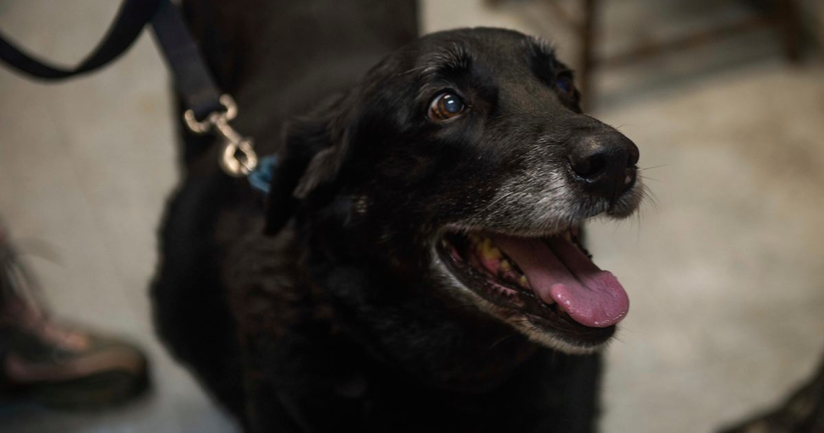 Missing Dog Returns Home After Vanishing 10 Years Ago