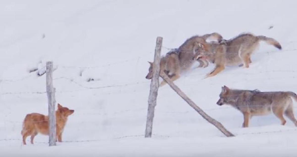 Brave Dog Narrowly Escapes Pack of Hungry Wolves in Hair-raising Video