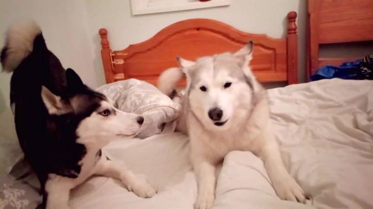 Husky and Malamute Adorably Argue About Who Gets to Sleep on the Bed