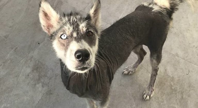 Man Picks Starving Husky Off the Streets and Lovingly Nurses Her Back to Health