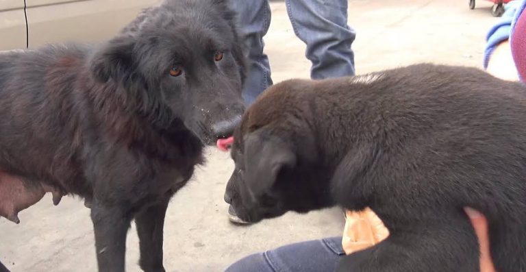 Rescuers Make Heartbreaking Discovery After Saving Mama Dog and Her Puppy
