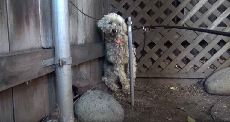 Homeless Poodle Who Spent Forever on the Streets Finally Able to Relax