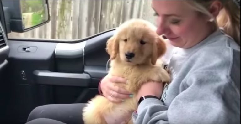 Couple Awestruck When They Pick Up Their New Puppy to Take Him Home
