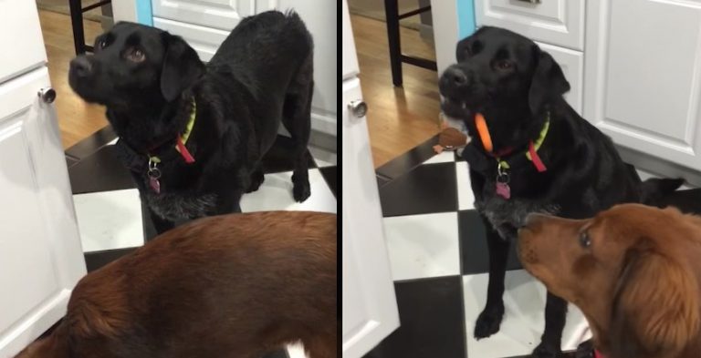 Cute Dog Hilariously Attempts To Eat Baby Carrots
