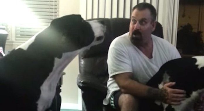 Jealous Great Dane Has A Hissy Fit When His Dad Pets His Brother