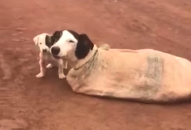 Mama Dog and Her Puppies Left Tied Up in a Sack Rescued from the Middle of Nowhere
