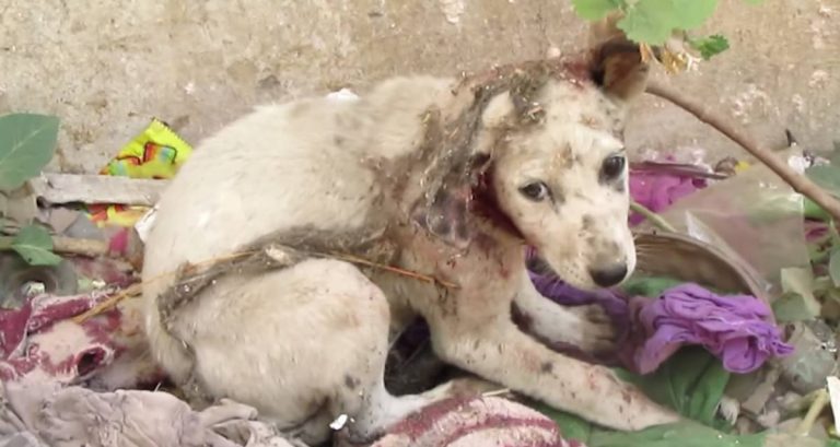 Stray Puppy With His Ear Torn Off Cried for Help Until These Kind Rescuers Arrived