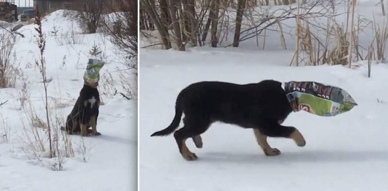 Man Saves Homeless Puppy with Head Stuck in Potato Chip Bag