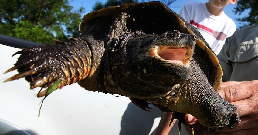 Teacher Allegedly Feeds Puppy To Snapping Turtle in Classroom