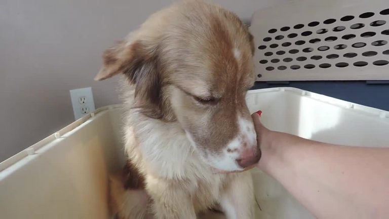 Terrified Dog Who Grew Up In Filthy Pen Gets Touched For The First Time