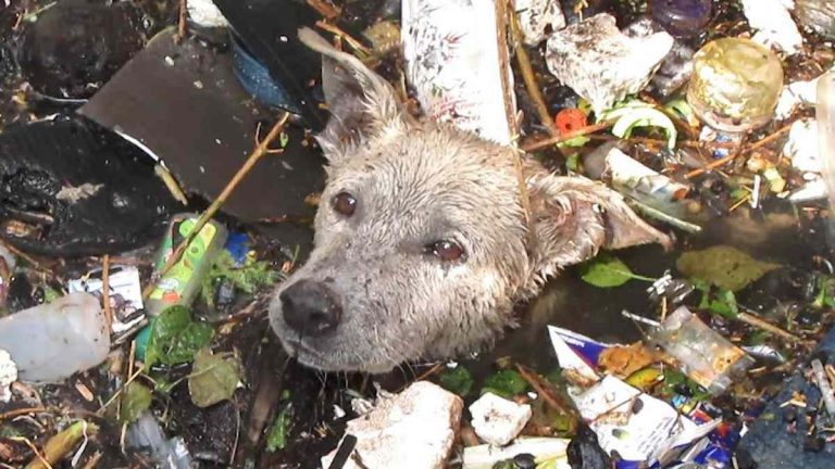 10 Jaw-Dropping Animal Rescues Show How Much These Rescuers Care