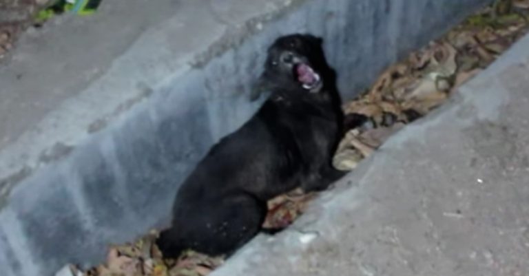 Stray Dog In Gutter Cries Out In Pain Until Rescuer’s Arrive