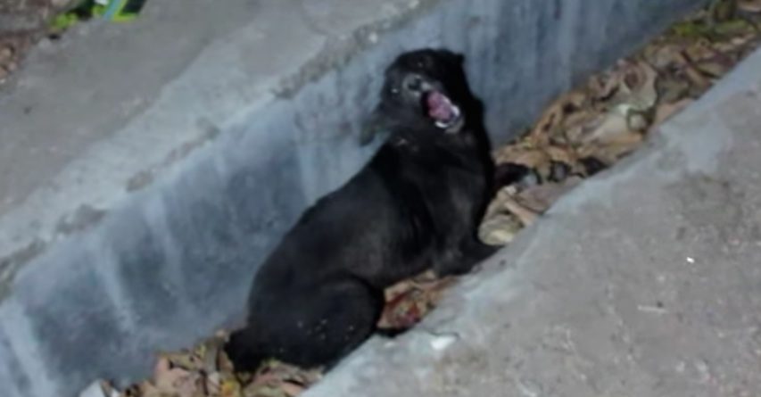 Stray Dog In Gutter Cries Out In Pain Until Rescuer's Arrive