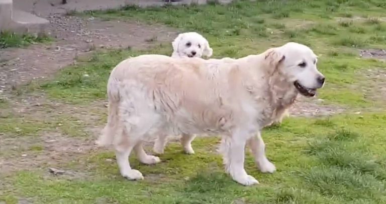 Small Dog Loves to Go For Rides on Back of Golden Retriever