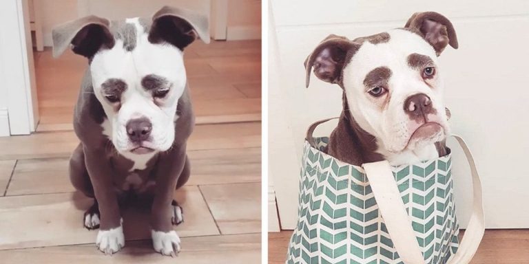 Cute Bulldog Has Unusual ‘Eyebrows’ That Makes Her Look Like a Sad Clown