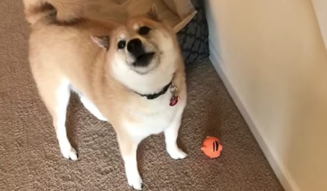Shiba Inu Has The Most Adorable Response When Mom Asks If He Likes His New Toy