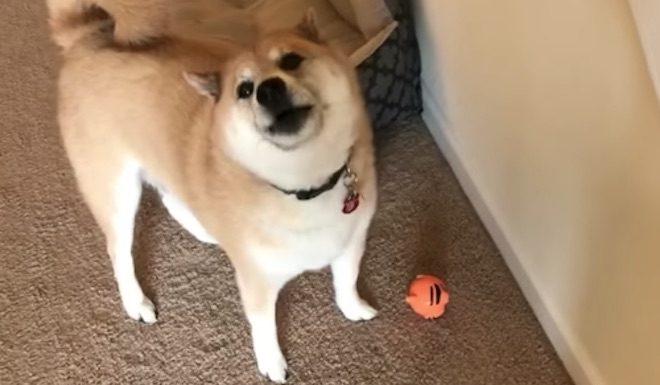 Shiba Inu Has The Most Adorable Response When Mom Asks If He