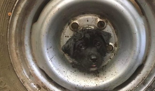 Rescuers Try Everything To Free Puppy Who Got Her Head Stuck In Tire