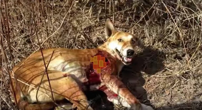 Stray Dog with Leg Split Open After Car Accident Rescued Just in Time