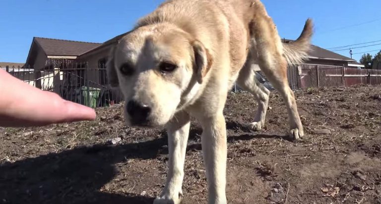 Homeless Dog Uses Her Street Smarts to Avoid Getting Rescued