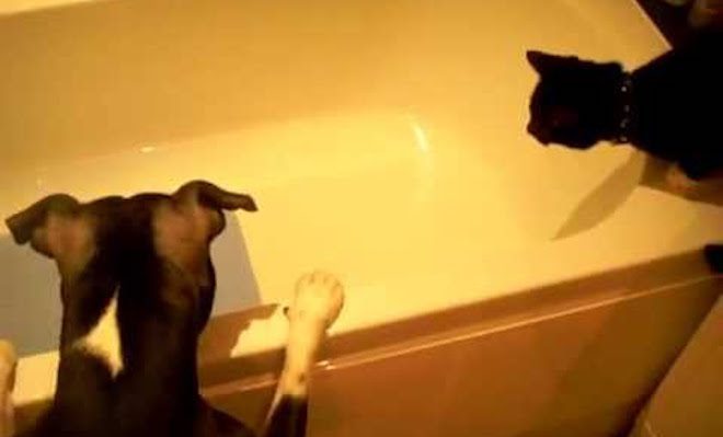 Impatient Dog Hilariously Encourages Cat To Fetch Toy