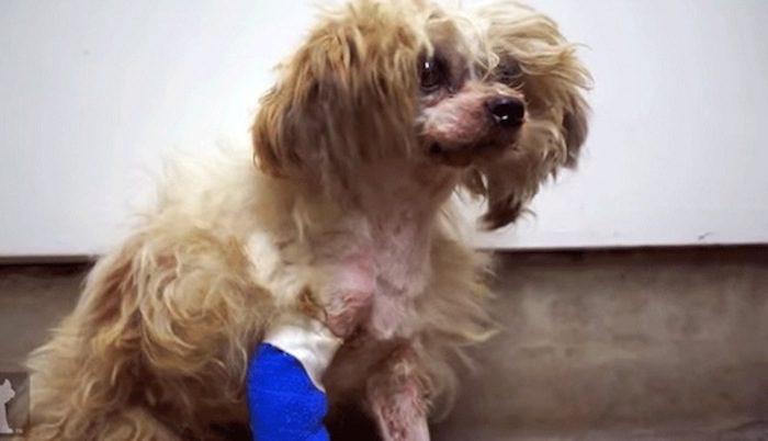 Abused Dog Who Tried to Run Away but Always Got Sent Home Finally Gets a Fresh Start