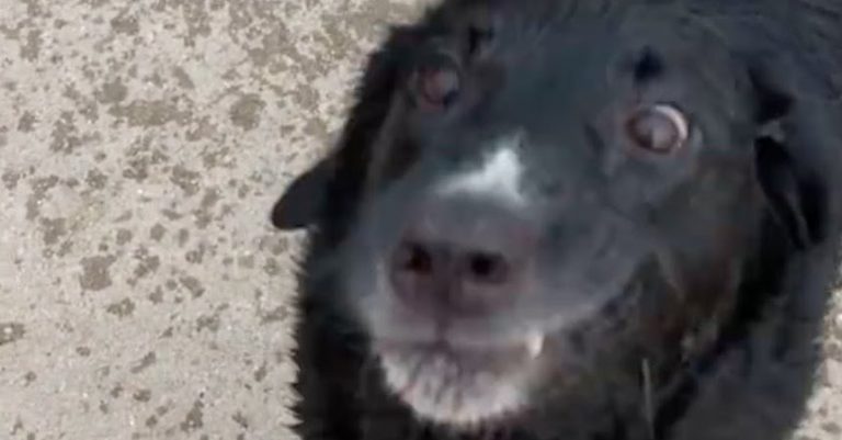 Dog Throws Hilarious Tantrum When Told It’s Time to Leave Beach